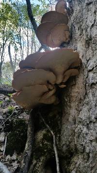 Polyporus squamosus image