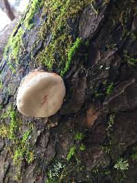 Fomitopsis pinicola image