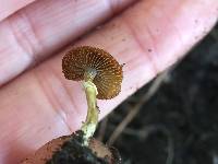 Conocybe rugosa image