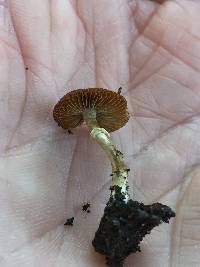 Conocybe rugosa image