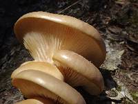 Pleurotus ostreatus image