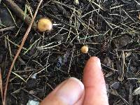 Conocybe rugosa image