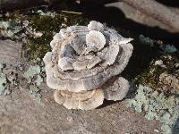 Trametes versicolor image