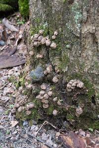 Lycoperdon pyriforme image