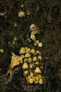 Coprinellus micaceus image