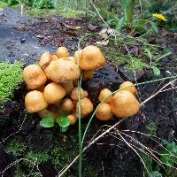 Gymnopilus junonius image