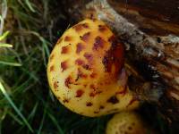 Pholiota aurivella image