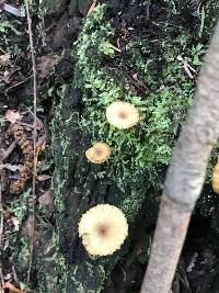 Lichenomphalia umbellifera image