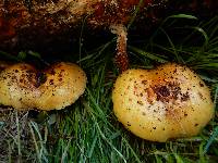 Pholiota aurivella image