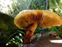 Pholiota aurivella image