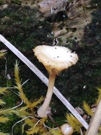 Lichenomphalia umbellifera image