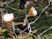 Lichenomphalia umbellifera image