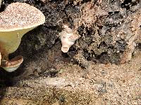 Polyporus squamosus image