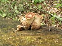 Polyporus squamosus image