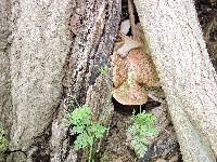 Polyporus squamosus image