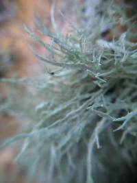 Ramalina farinacea image