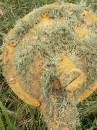 Ramalina farinacea image