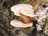 Polyporus squamosus image