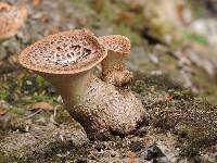 Polyporus squamosus image