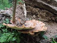 Polyporus squamosus image