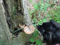 Polyporus squamosus image