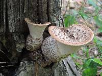 Polyporus squamosus image