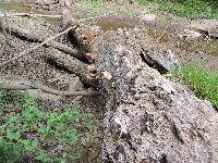 Polyporus squamosus image