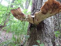 Polyporus squamosus image