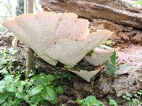 Polyporus squamosus image