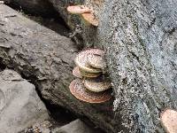 Polyporus squamosus image