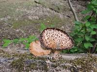 Polyporus squamosus image