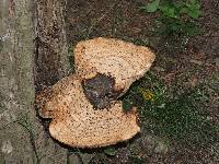 Polyporus squamosus image