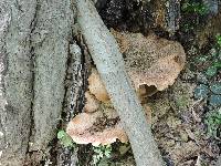 Polyporus squamosus image