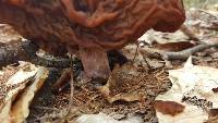 Gyromitra esculenta image