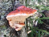 Fomitopsis pinicola image