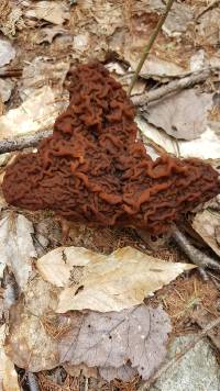 Gyromitra esculenta image