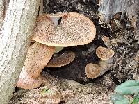 Polyporus squamosus image