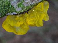 Tremella mesenterica image