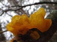 Tremella mesenterica image