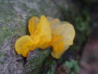 Tremella mesenterica image