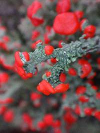 Cladonia cristatella image