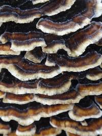 Trametes versicolor image