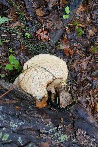 Polyporus squamosus image