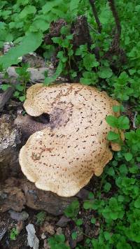 Polyporus squamosus image