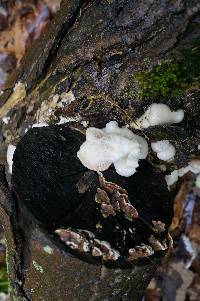 Pleurotus ostreatus image