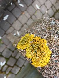 Xanthoria parietina var. parietina image