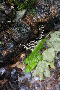 Xylaria hypoxylon image