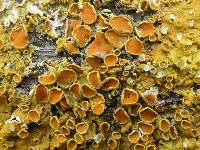 Xanthoria parietina var. parietina image