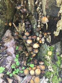 Xylaria polymorpha image