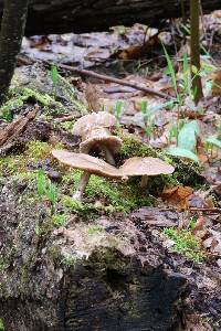 Pluteus cervinus image